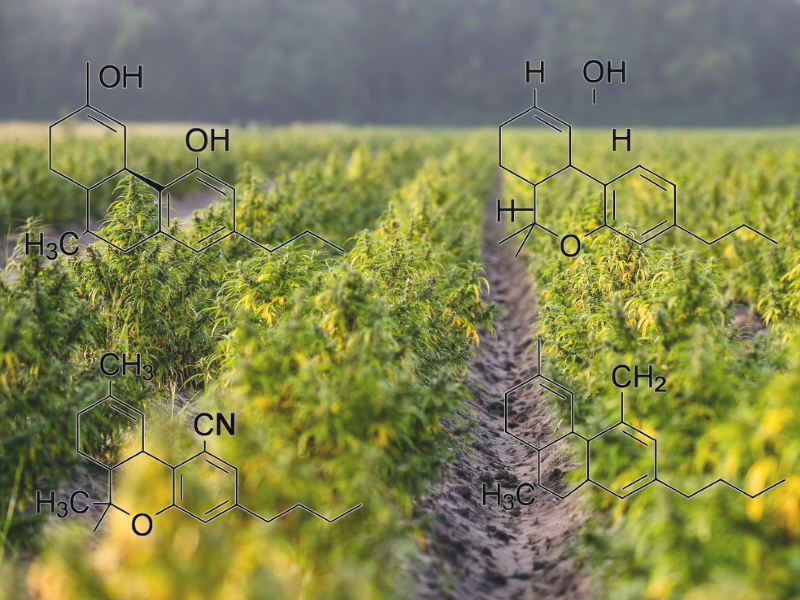 Unlocking the Synergy: Understanding the Entourage Effect in Cannabis