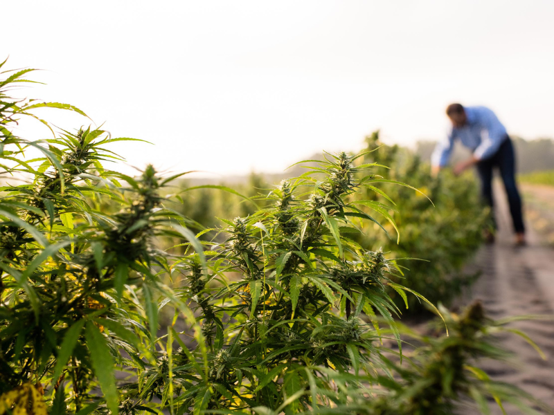The Cannabinoid THC