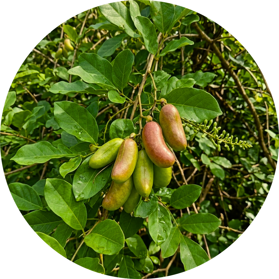 Organic 5-HTP