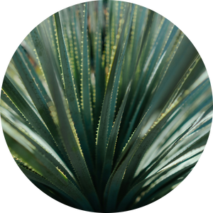 Organic Agave Syrup