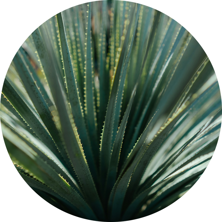 Organic Agave Syrup