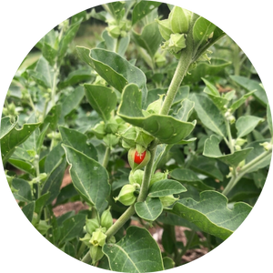 Organic Ashwagandha Extract 