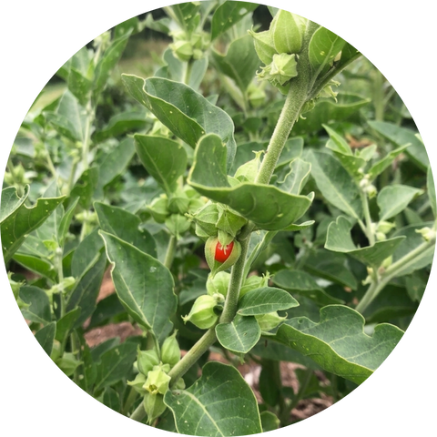 Organic Ashwagandha Extract 