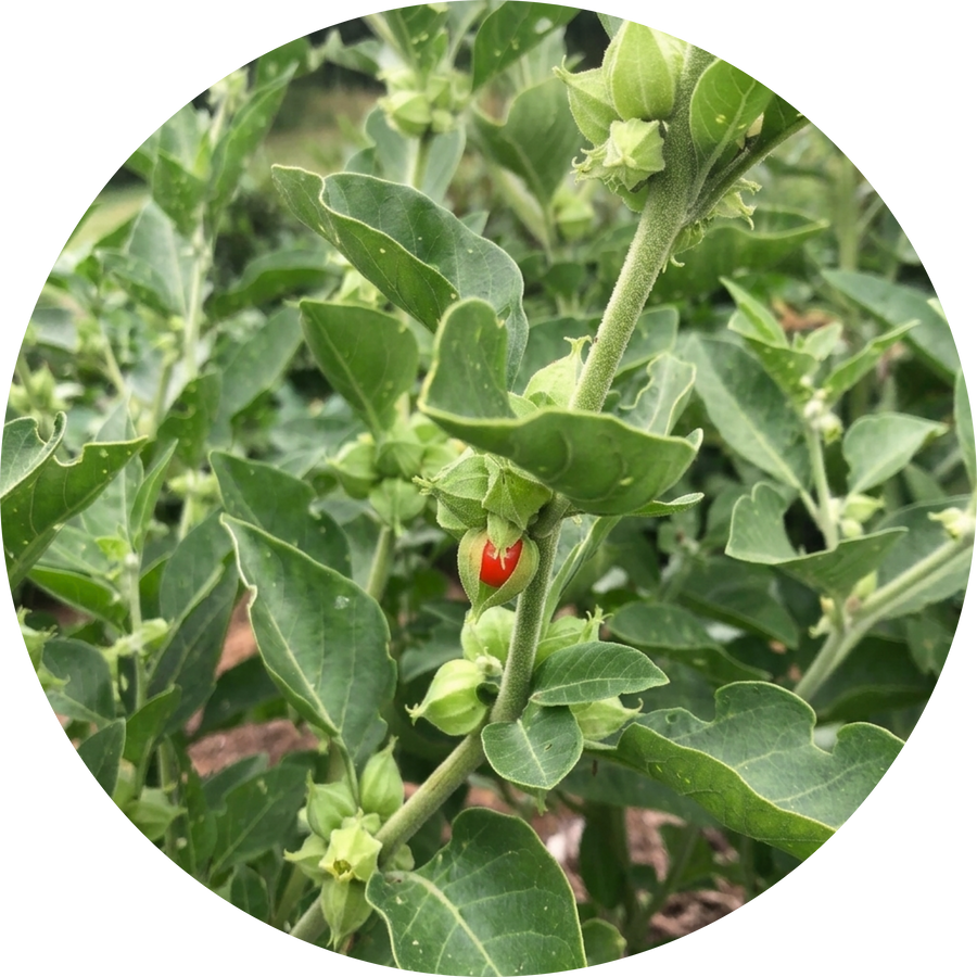 Organic Ashwagandha Extract 