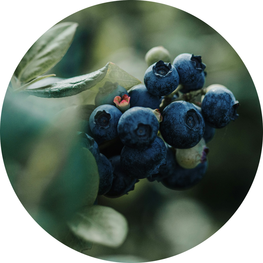 Organic Blueberry Juice