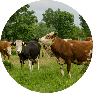 Bovine Collagen
