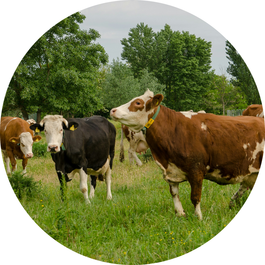 Bovine Collagen