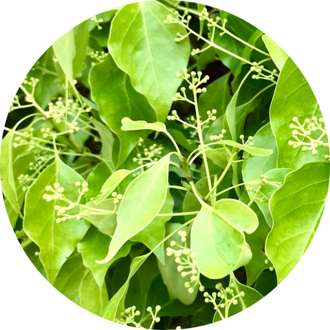 Camphor