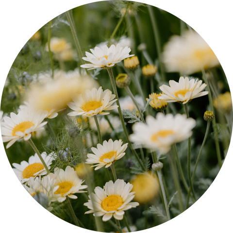 Organic Roman Chamomile 
