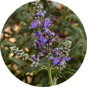 Organic Chaste Berry