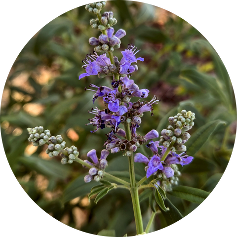 Organic Chaste Berry