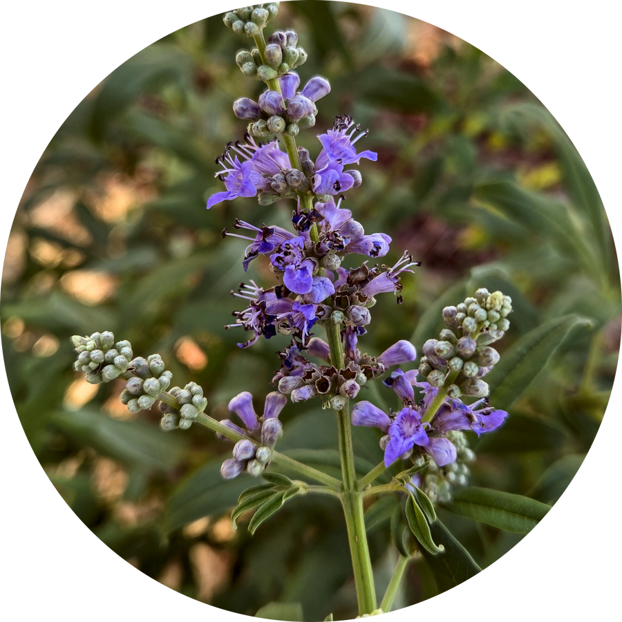 Organic Chaste Berry