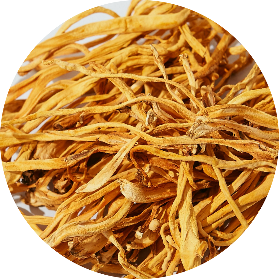 Organic Cordyceps Militaris