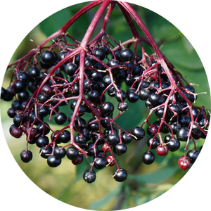 Organic Elderberry Juice Concentrate