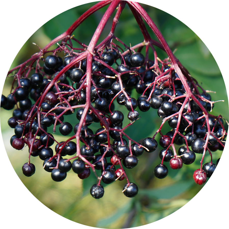 Organic Elderberry Juice Concentrate