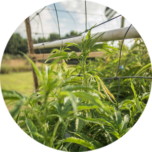 Hemp-Derived CBG & THC