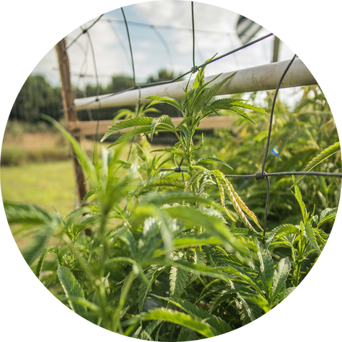 Hemp-Derived CBG & THC