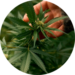 Organic Hemp Flower Extract