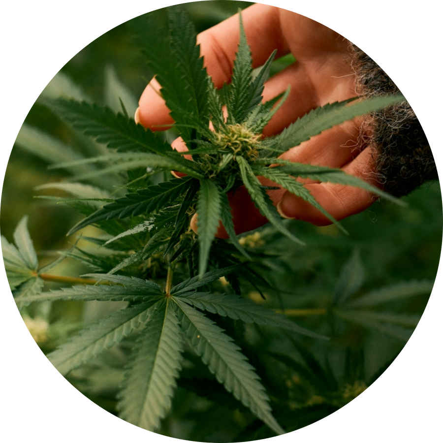 Organic Hemp Flower Extract