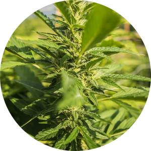 Hemp-Derived CBG Isolate