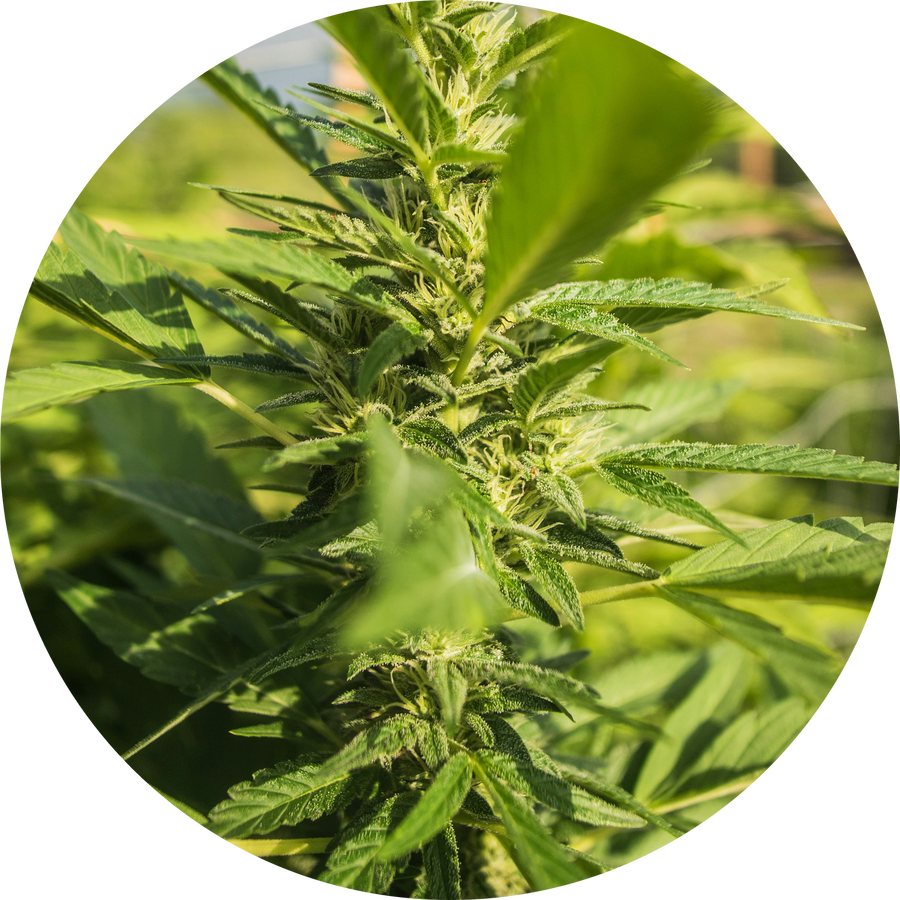 Hemp-Derived CBG Isolate