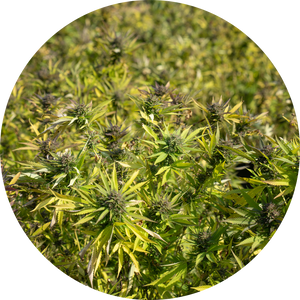 Organic Full-Spectrum CBDA