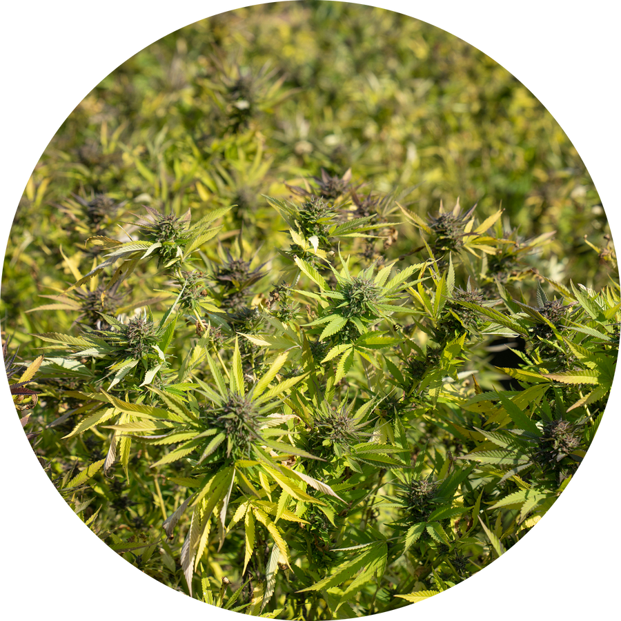 Organic Full-Spectrum CBDA