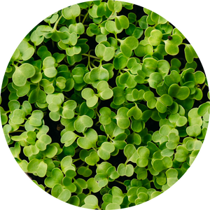 Organic Broccoli Sprout Powder