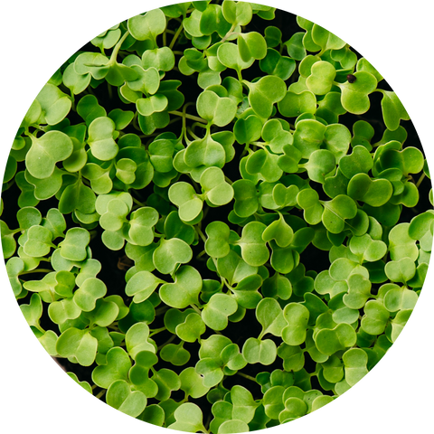 Organic Broccoli Sprout Powder