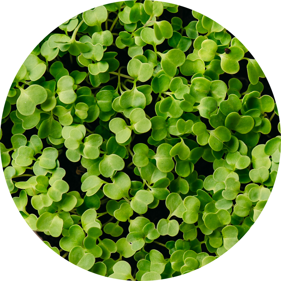 Organic Broccoli Sprout Powder