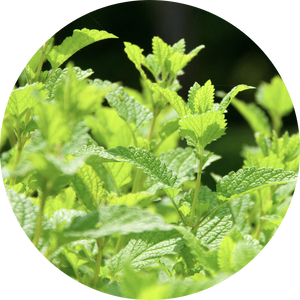 Organic Lemon Balm