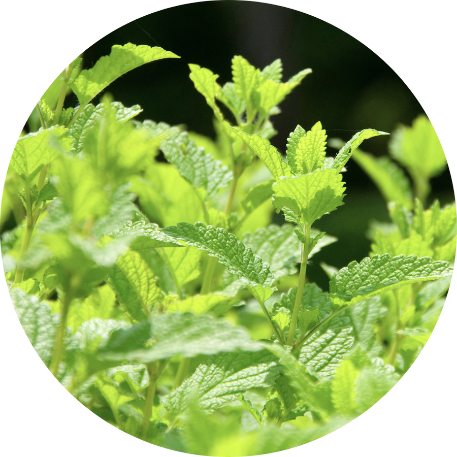 Organic Lemon Balm