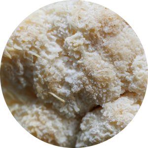 Organic Lion's Mane