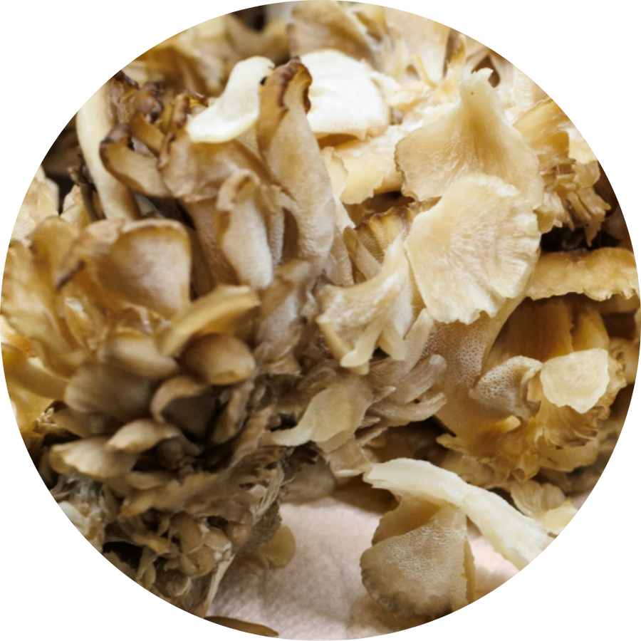 Organic Maitake