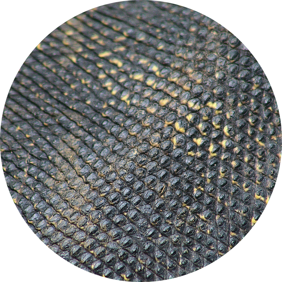 Marine Collagen