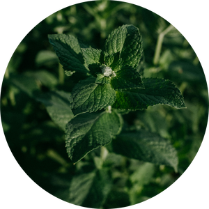Menthol