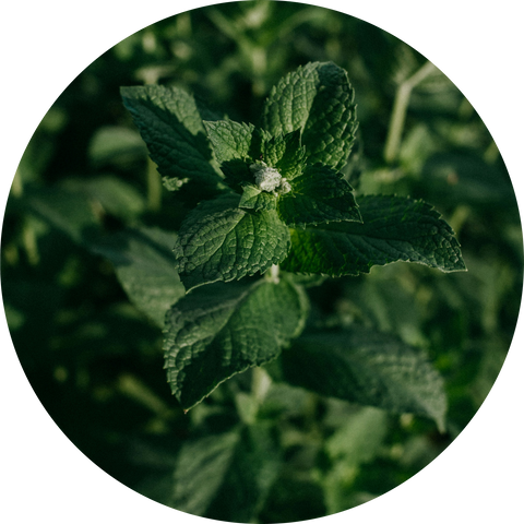 Menthol