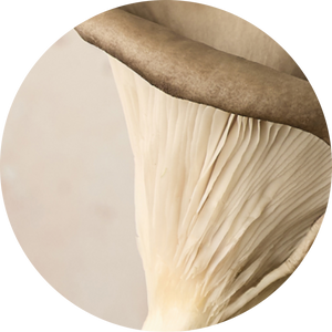 Organic Oyster Mushroom