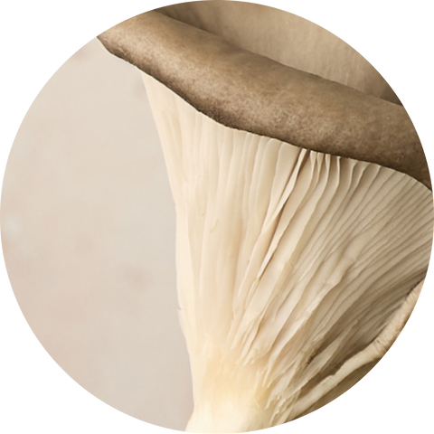 Organic Oyster Mushroom