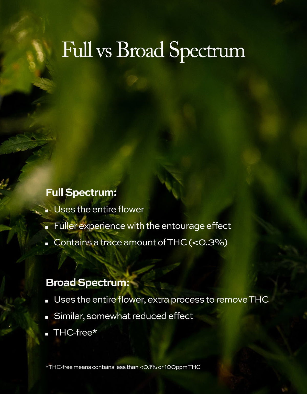 Broad Spectrum Daily Nano Jellies