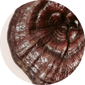 Organic Reishi