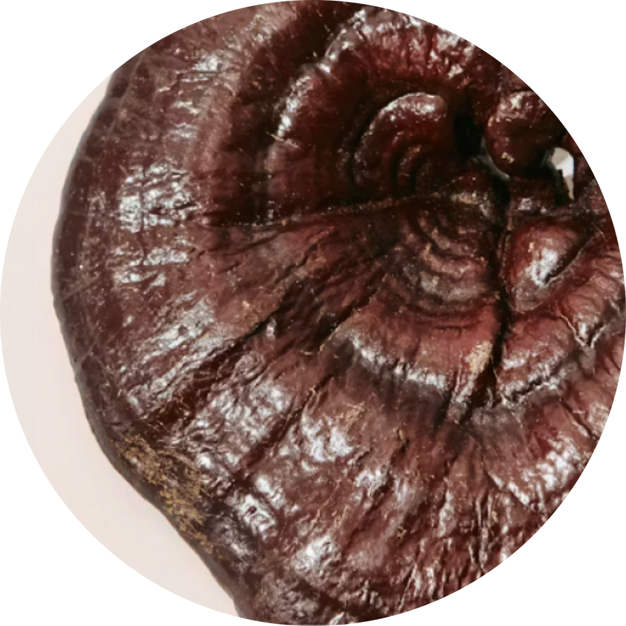 Organic Reishi