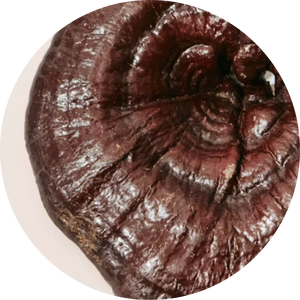 Organic Reishi