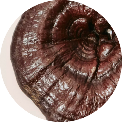 Organic Reishi