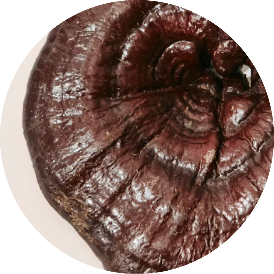 Organic Reishi