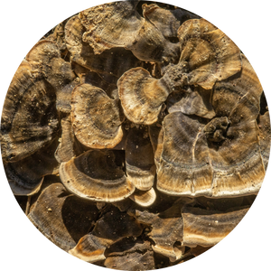 Organic Turkey Tail