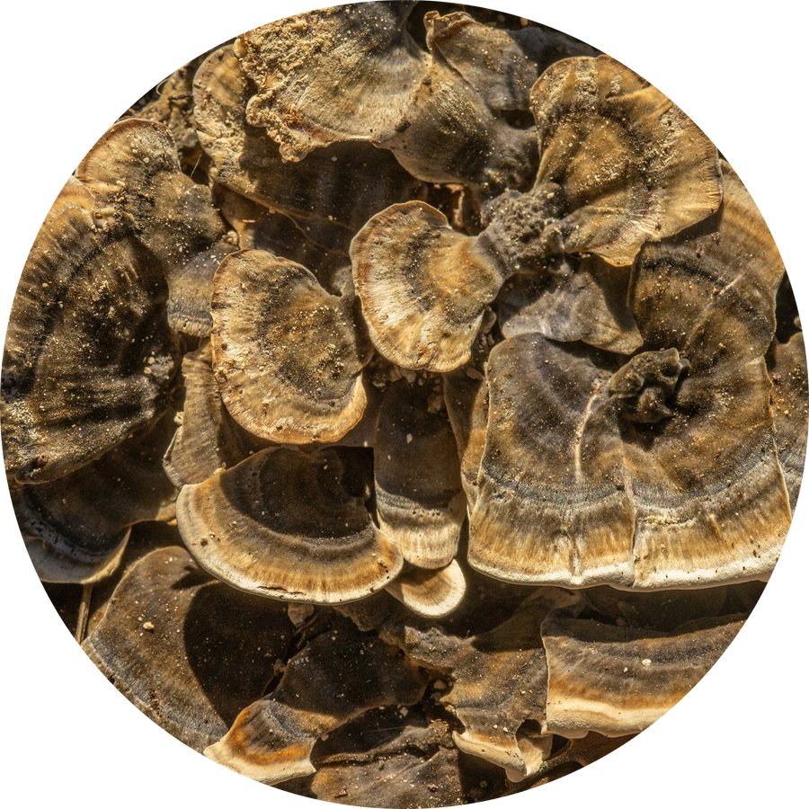 Organic Turkey Tail