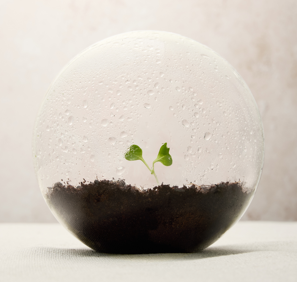 Something new is sprouting2