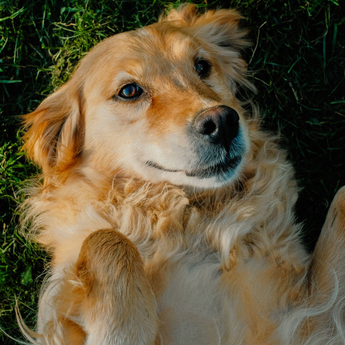 Encourages feelings of calm and balance in pets