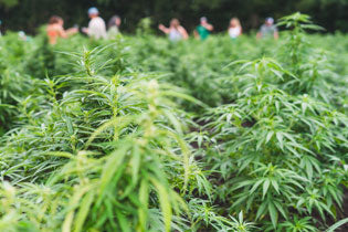 Hemp Flowers